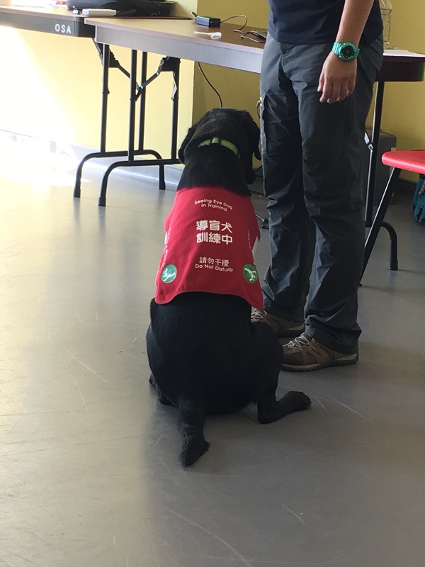 "The Life Story of Seeing Eye Dogs" Workshop