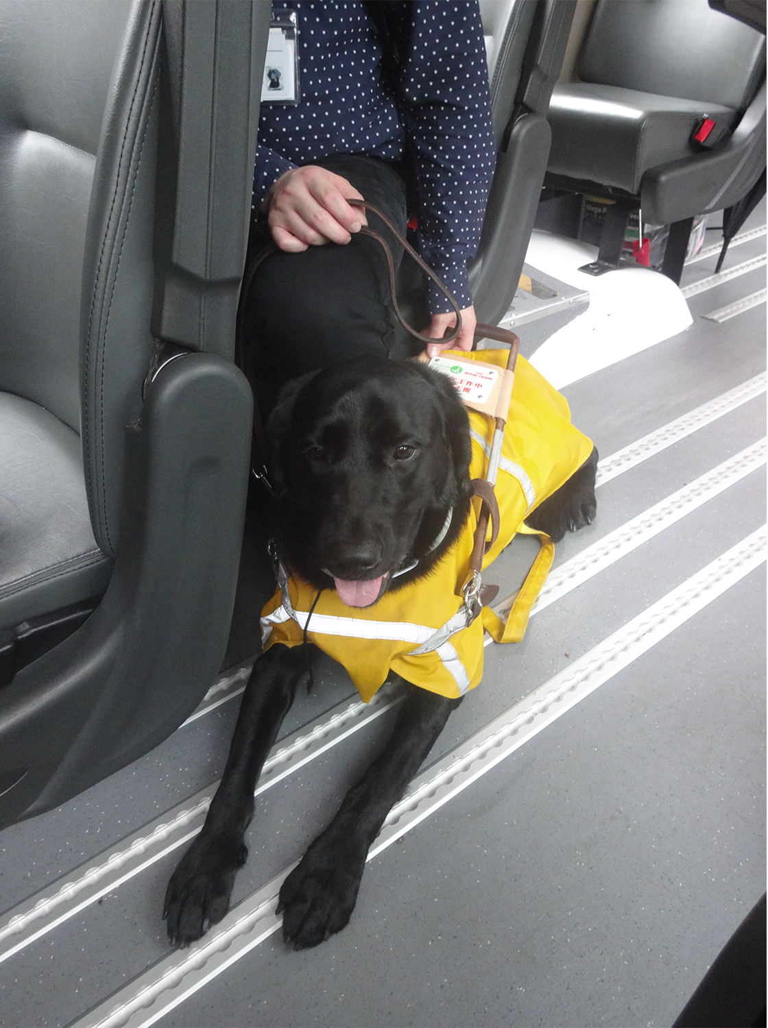 A guide dog traveling with student by school bus