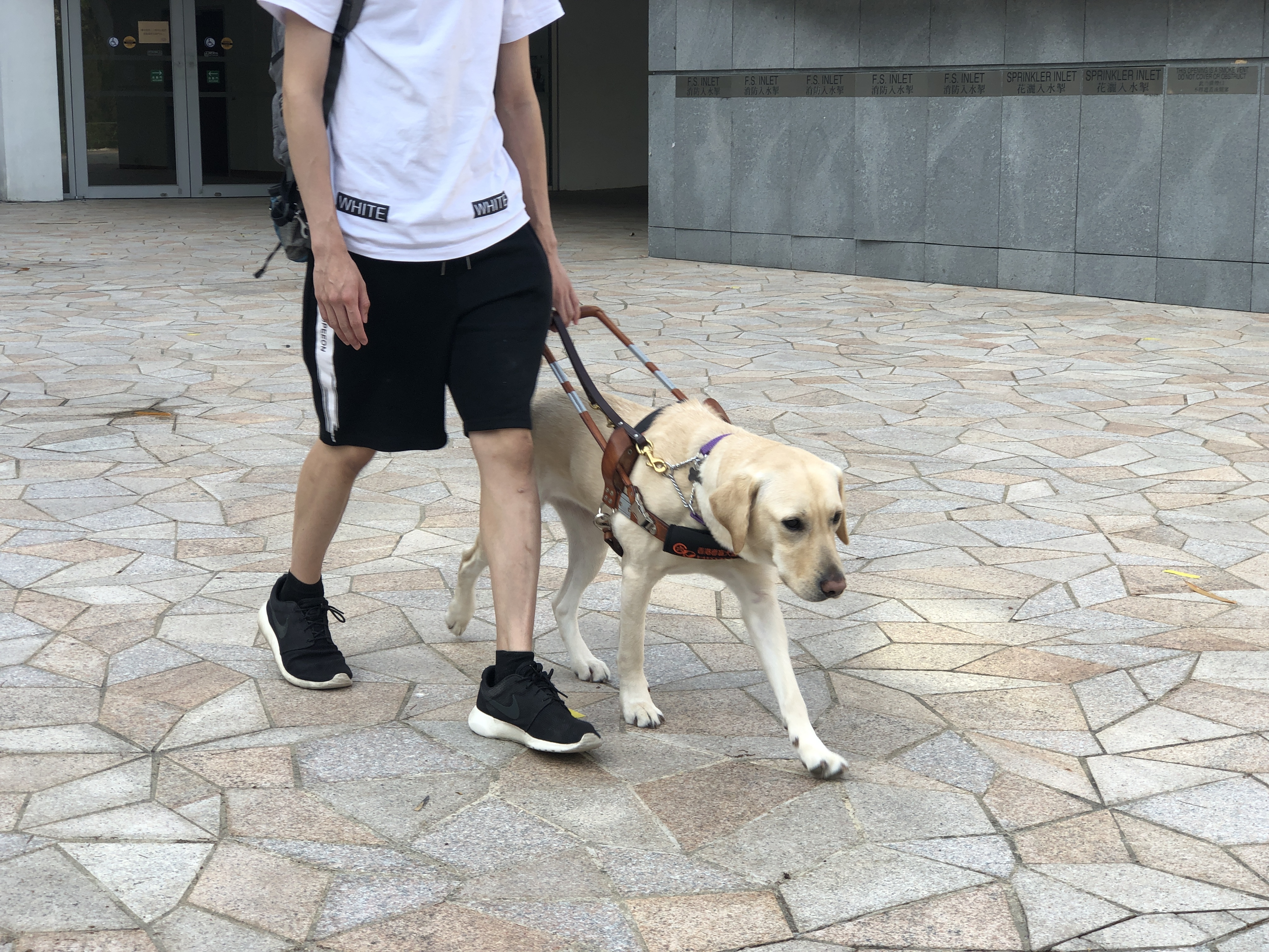 A guide dog walking with student with visual impairment